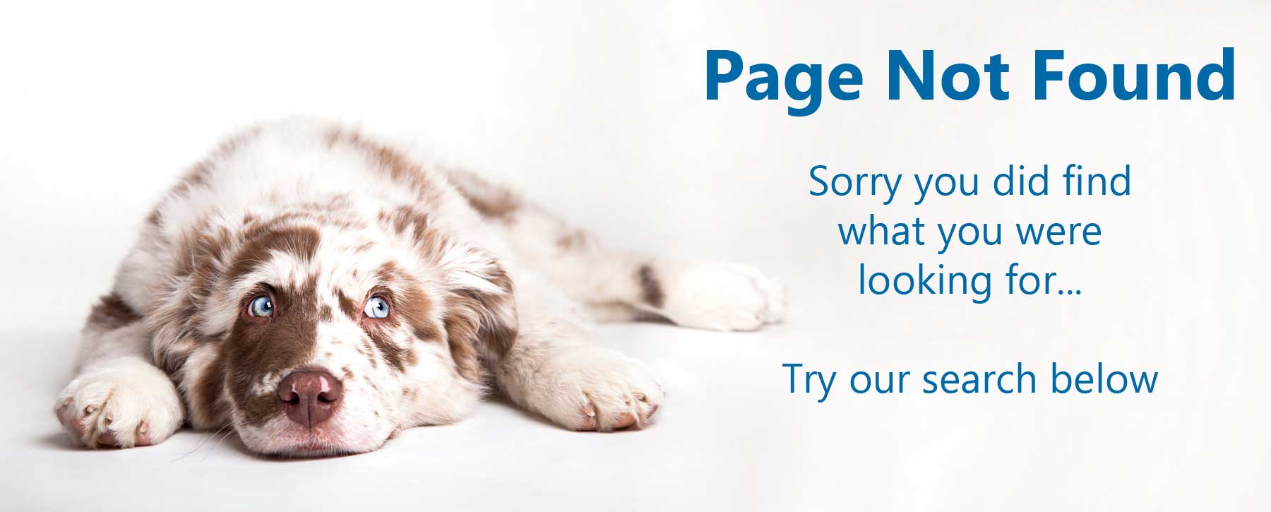 404 Sorry Page not found Dog